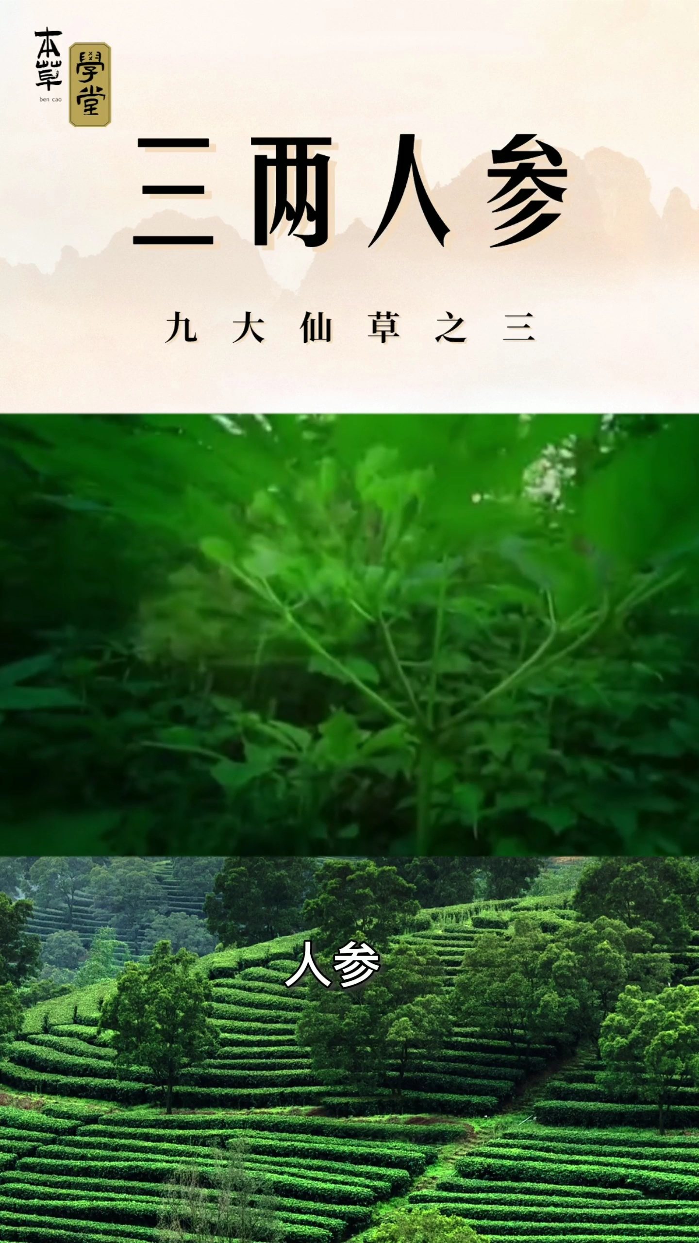 探寻传统医药文化的源头，百草最早版回顾与解析